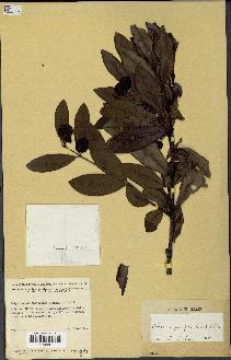 spécimen de Hedycarya parvifolia