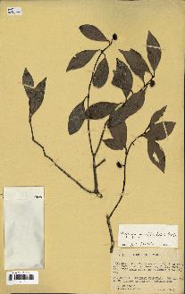 spécimen de Hedycarya parvifolia