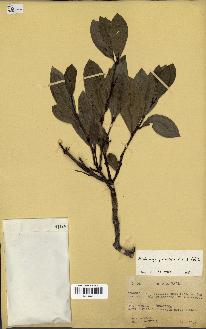 spécimen de Hedycarya parvifolia