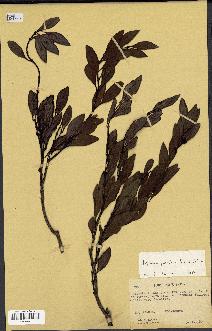 spécimen de Hedycarya parvifolia
