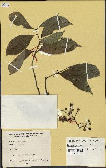 spécimen de Hedycarya engleriana