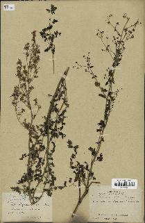 spécimen de Thalictrum minus