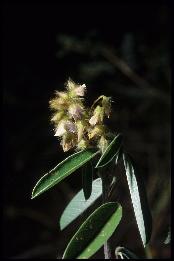 spécimen de Desmodium barbatum