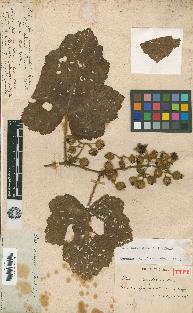 spécimen de Rubus alceifolius