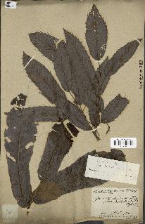 spécimen de Quercus acutissima
