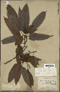 spécimen de Quercus acutissima