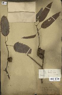 spécimen de Quercus acutissima