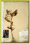 spécimen de Quercus acutissima