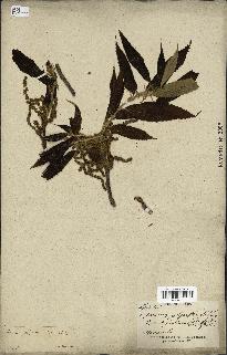 spécimen de Quercus acutissima