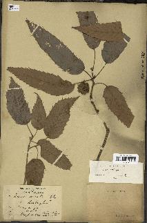 spécimen de Quercus acutissima