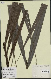 spécimen de Basselinia gracilis