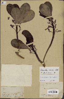 spécimen de Scaevola sericea