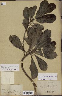 spécimen de Scaevola sericea