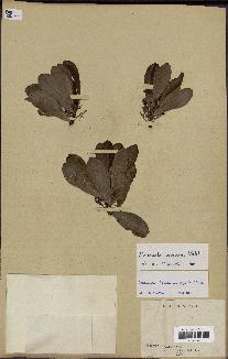 spécimen de Scaevola sericea