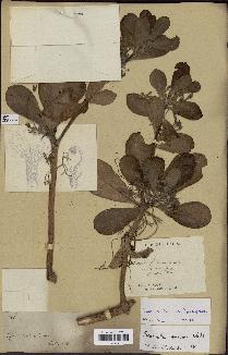 spécimen de Scaevola sericea