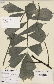 spécimen de Arenga caudata