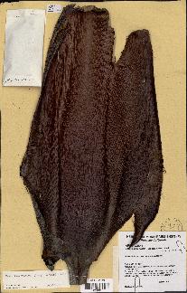 spécimen de Basselinia pancheri