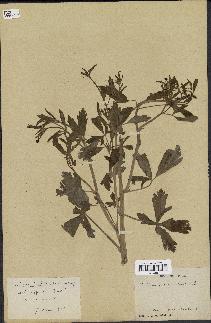 spécimen de Ranunculus sceleratus