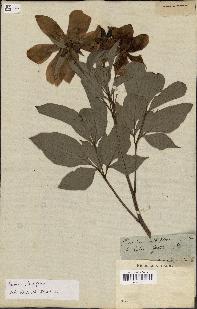 spécimen de Paeonia lactiflora