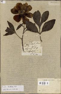 spécimen de Paeonia lactiflora