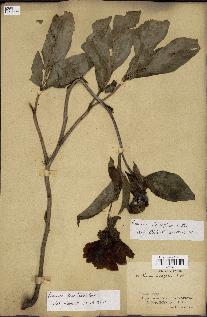 spécimen de Paeonia lactiflora