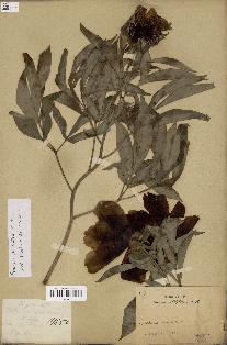 spécimen de Paeonia lactiflora