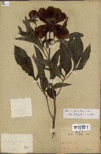 spécimen de Paeonia lactiflora