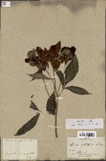 spécimen de Paeonia lactiflora