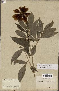 spécimen de Paeonia lactiflora