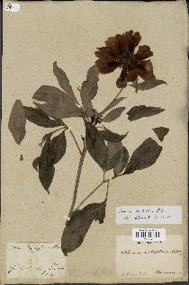 spécimen de Paeonia lactiflora