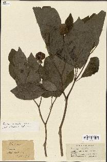 spécimen de Paeonia obovata