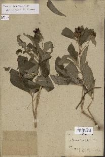 spécimen de Paeonia lactiflora