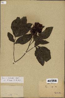 spécimen de Paeonia lactiflora