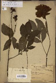 spécimen de Paeonia lactiflora