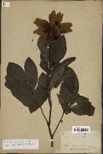 spécimen de Paeonia lactiflora