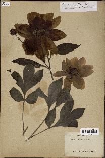 spécimen de Paeonia lactiflora