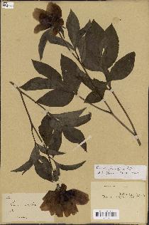 spécimen de Paeonia lactiflora