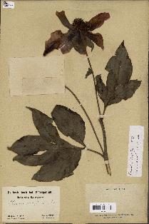 spécimen de Paeonia lactiflora