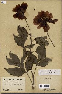 spécimen de Paeonia lactiflora