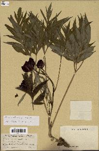 spécimen de Paeonia delavayi