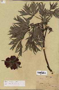 spécimen de Paeonia veitchii