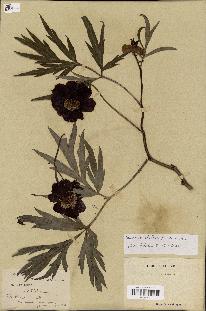 spécimen de Paeonia delavayi