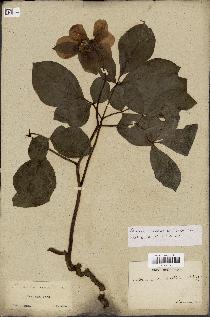 spécimen de Paeonia caucasica