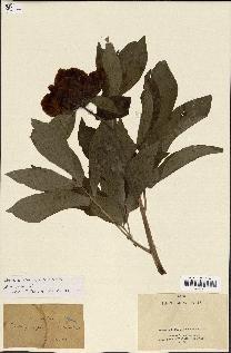 spécimen de Paeonia mascula