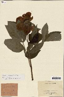 spécimen de Paeonia mascula