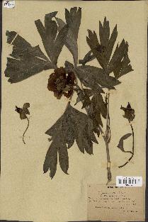 spécimen de Paeonia lutea