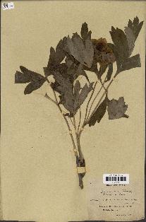 spécimen de Paeonia lutea