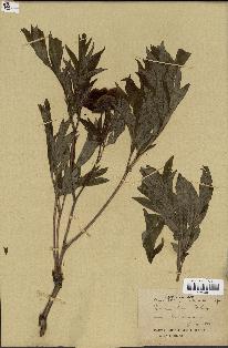 spécimen de Paeonia lutea