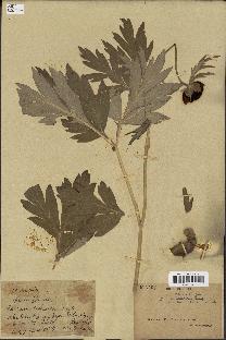 spécimen de Paeonia lutea