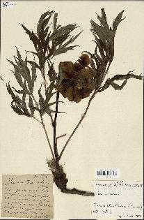 spécimen de Paeonia lutea